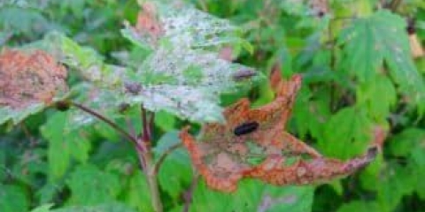 10 Štetočina na ribizli i borba protiv njih - kako se riješiti parazita